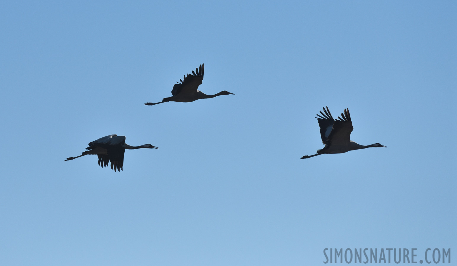 Grus grus [400 mm, 1/8000 sec at f / 8.0, ISO 800]